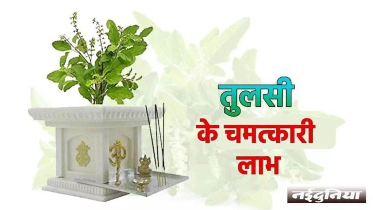 Tulsi Benefits: धार्मिक महत्व के साथ ही वास्तु और सेहत के लिए भी वरदान है तुलसी, जानिए इसके फायदे