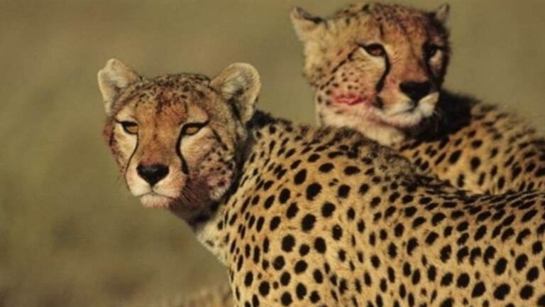 Cheetah Safari: खुले जंगल में नहीं छोड़े जाएंगे चीते, चीता पवन की मौत के बाद सतर्क हुआ प्रबंधन