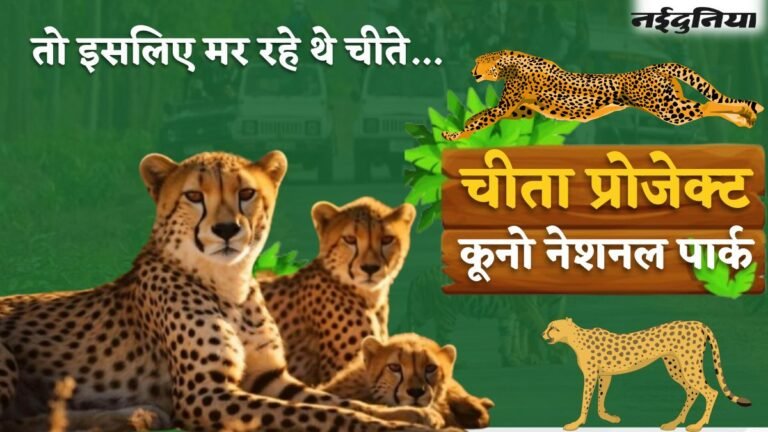 तो इसलिए मर रहे थे चीते… एशियाई शेरों के लिए तैयार किया गया था कूनो नेशनल पार्क, प्रबंधन योजना में चीतों का जिक्र ही नहीं