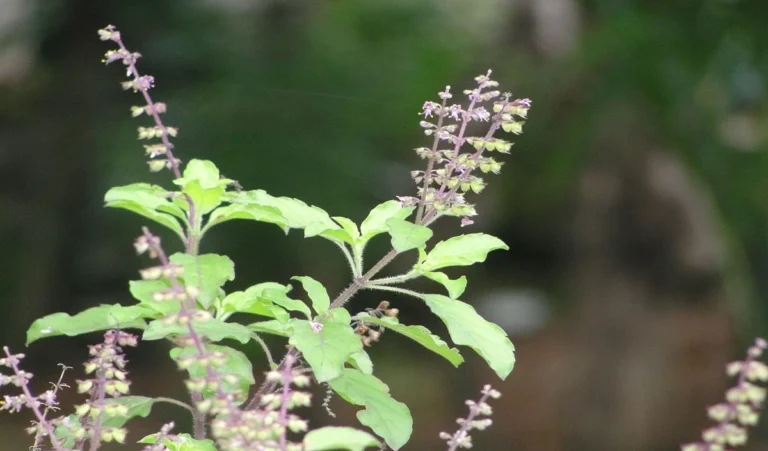 Kalawa Benefits: इन पेड़-पौधों में कलावा बांधना माना जाता है शुभ, रातोंरात बदल जाती है किस्मत