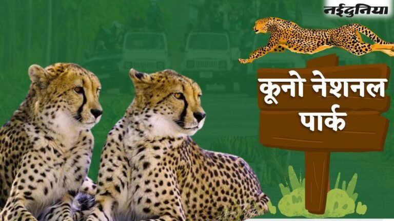 6 अक्टूबर से खुलेंगे कूनो पार्क के गेट, खुले जंगल में चीतों का दीदार कर सकेंगे पर्यटक