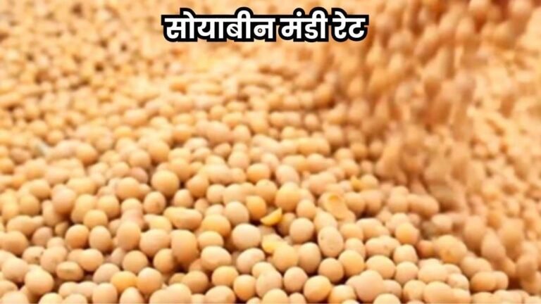 तेल-तिलहन बाजार: प्रदेश की मंडियों में मंगलवार से दीपावली अवकाश, सोयाबीन के दामों में करीब 50-75 रुपये की गिरावट