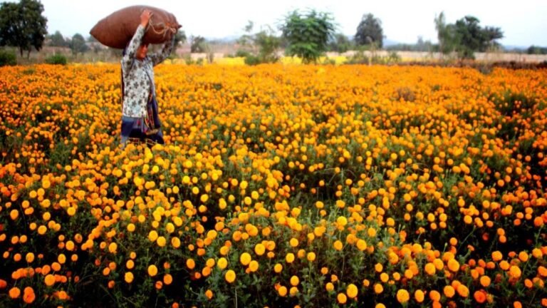 Diwali 2024, : तीन वर्ष में 40 प्रतिशत बढ़ी फूलों की पैदावार, दीपोत्सव पर गुलजार हुआ बाजार