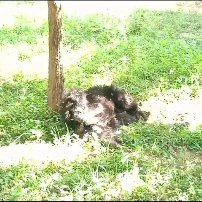 मरवाही में फिर एक भालू की मौत:सप्ताह भर में 2 भालुओं की गई जान, पोस्टमार्टम ​​​​​​​रिपोर्ट में होगा मौत का खुलासा