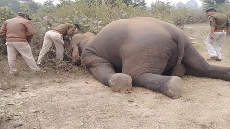 बांधवगढ़ टाइगर रिजर्व में 10 हाथियों की मौत का कारण बताया जा रहा कोदो से जुड़ा माइकोटाक्सिन, पढ़ें क्‍या है