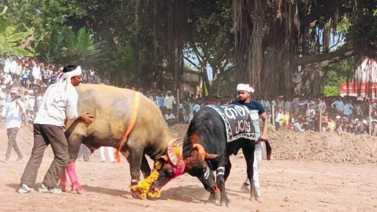 पाड़ों की लड़ाई कराने पर पशु क्रूरता का आरोप, मेला समित के अध्यक्ष समिह 9 लोगों पर FIR