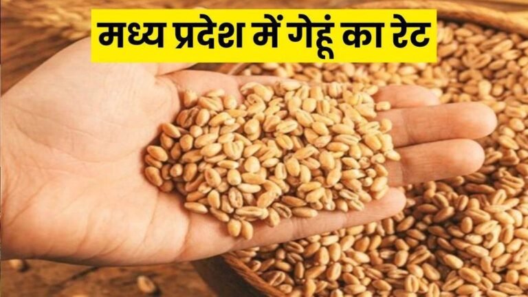 MP Gehu Rate: गेहूं और आटे के भाव सर्वोच्च स्तर पर, महंगाई भड़कने के आसार