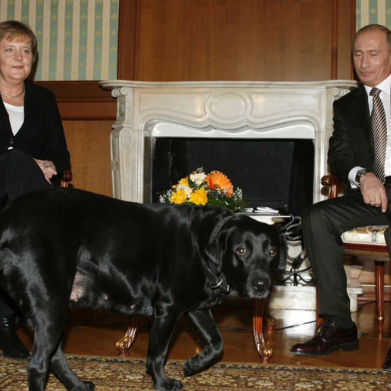 पूर्व जर्मन चांसलर मर्केल का दावा-पुतिन में मुझपर कुत्ता छोड़ा:रूसी राष्ट्रपति की सफाई- मैंने जानबूझकर नहीं डराया, माफी चाहता हूं