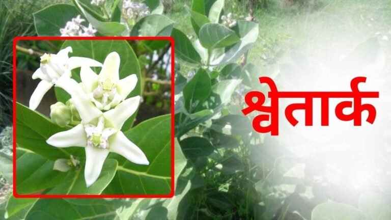 सफेद मदार को घर की इस दिशा में लगाने गणेशजी होते हैं प्रसन्न, दूर हो जाएगी दरिद्रता