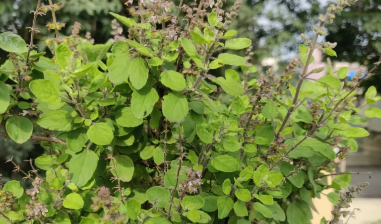 Vastu Tips: क्या आप जानते हैं तुलसी के पौधे से जुड़े ये वास्तु टिप्स