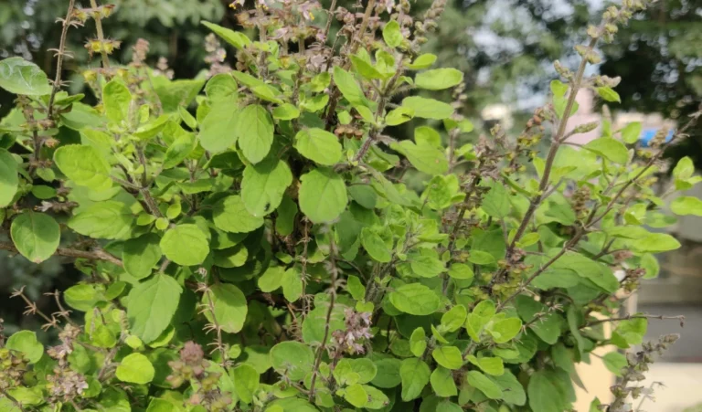 Tulsi Vivah 2024: अविवाहित लोग तुलसी विवाह के दिन करें ये उपाय, जल्द होगी शादी