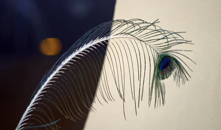 Vastu Tips: घर में चांदी का मोर पंख रखने से चमक जाएगी फूटी हुई किस्मत, कभी नहीं खाली होगी तिजोरी