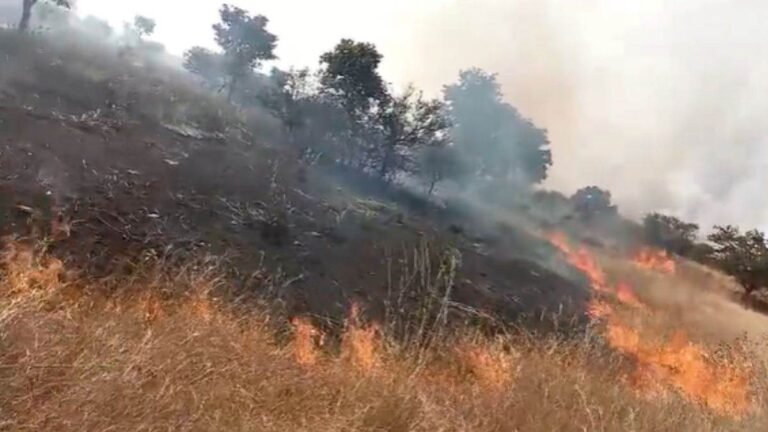 चीतों के पहुंचने से पहले गांधीसागर अभयारण्य में लगी आग, बाड़ों तक पहुंची