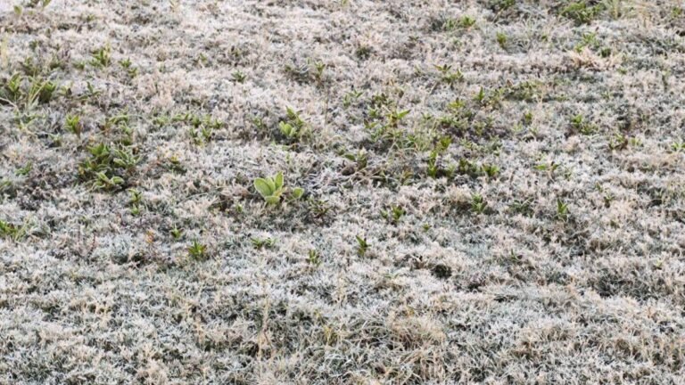 अमरकंटक में 1 डिग्री पहुंचा तापमान, हाड़ कंपा देने वाली ठंड से मध्य प्रदेश का अनूपपुर बेहाल