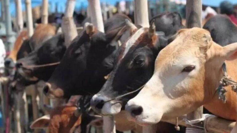 MP News: मप्र के जिस गांव में दो हजार आबादी और पांच सौ गोवंश, वे बनेंगे वृंदावन ग्राम