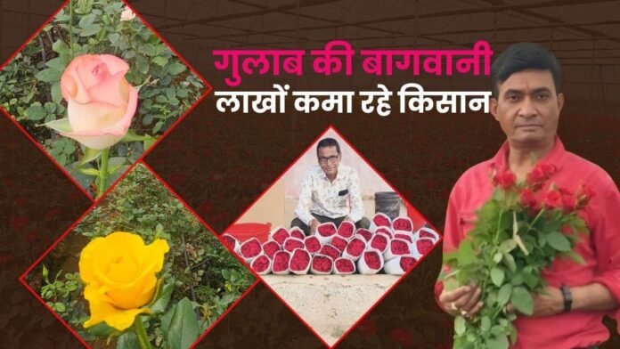 Rose Cultivation: गुलाब बेचकर एक साल में किसान ने कमाए 24 लाख रुपये, हर साल बढ़ रही आमदनी