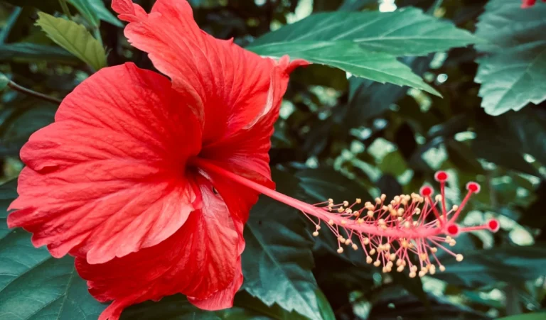 Margashirsha Purnima 2024: मार्गशीर्ष पूर्णिमा के दिन घर में लेकर आएं ये पौधा, धन की प्राप्ति होगी