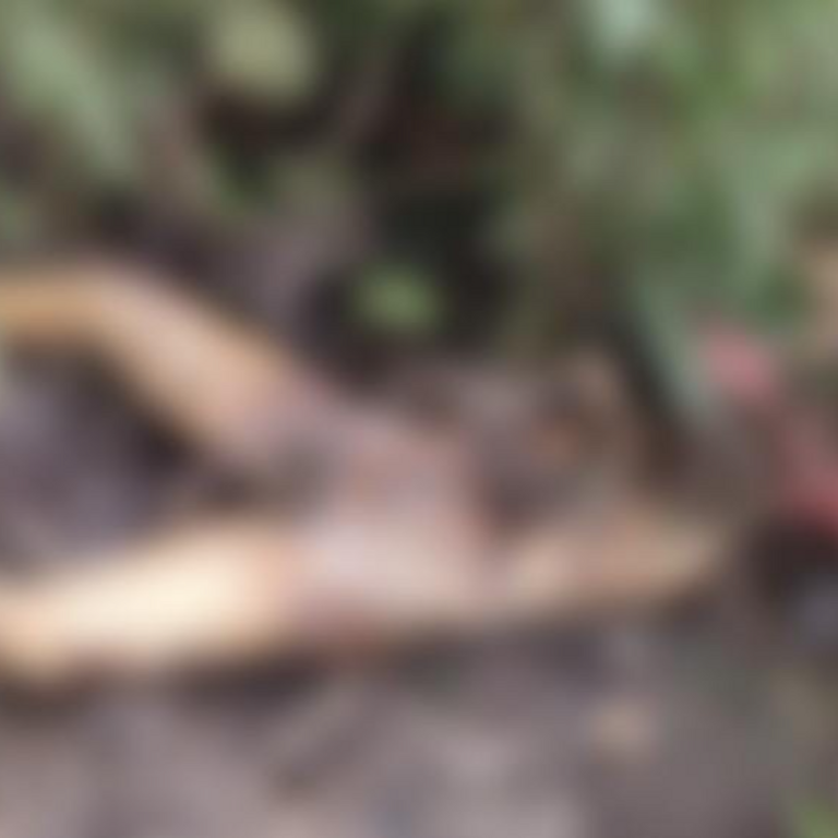 छत्तीसगढ़ में युवती की मिली सड़ी-गली अर्धनग्न लाश:सिर धड़ से अलग, कुछ दूर खोपड़ी और कपड़े झाड़ियों में पड़े मिले, हत्या की आशंका