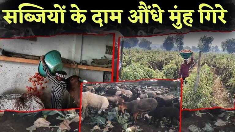 MP में 2-3 रुपये KG बिक रहे टमाटर-गोभी, भाव नहीं मिलने से पशुओं को खिलाने को मजबूर किसान