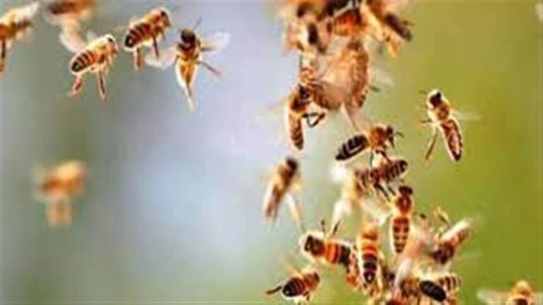 हवन के दौरान उठे धुएं से मधुमक्खियों ने किया हमला, एक की मौत 8 घायल