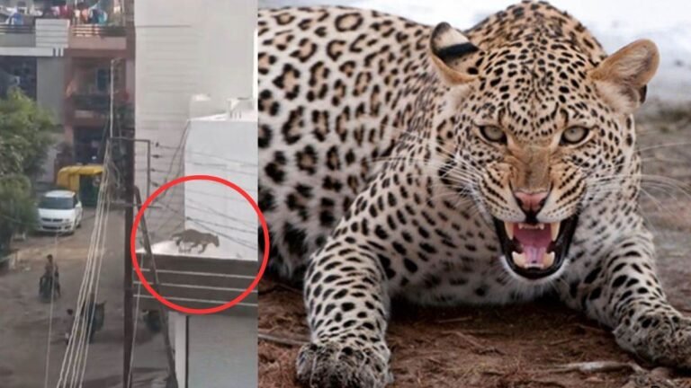 इंदौर की देवगुराड़िया में तेंदुए ने फैलाई दहशत, छत से छंलाग लगाने का Video