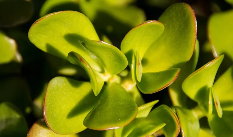 Fengshui: घर में क्रोसला पौधा लगाने से सुख-समृद्धि बनीं रहती है, लगाने से पहले जान लें ये नियम