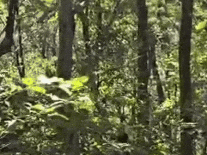 पुलिस-नक्सली मुठभेड़ में 4 नक्सली ढेर..DRG जवान शहीद:अबूझमाड़ में 4 जिलों के 1000 जवानों ने घेरा; शवों के साथ AK-47 और SLR बरामद