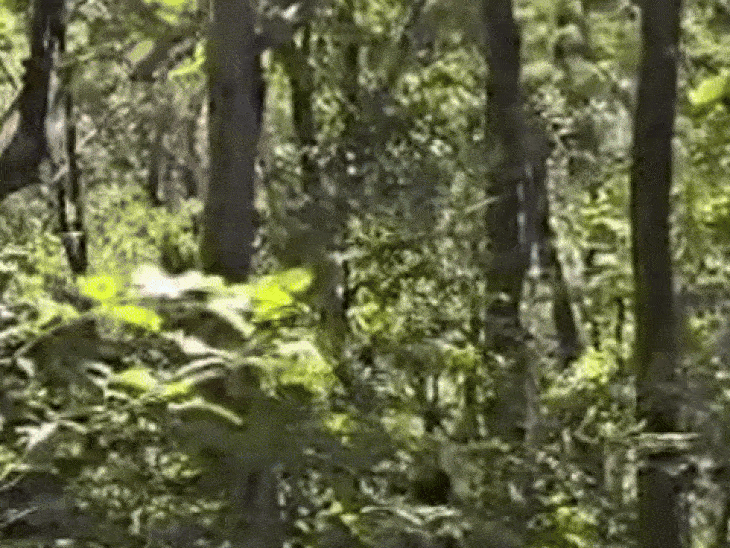 पुलिस-नक्सली मुठभेड़ में 4 नक्सली ढेर..DRG जवान शहीद:अबूझमाड़ में 4 जिलों के 1000 जवानों ने घेरा; शवों के साथ AK-47 और SLR बरामद