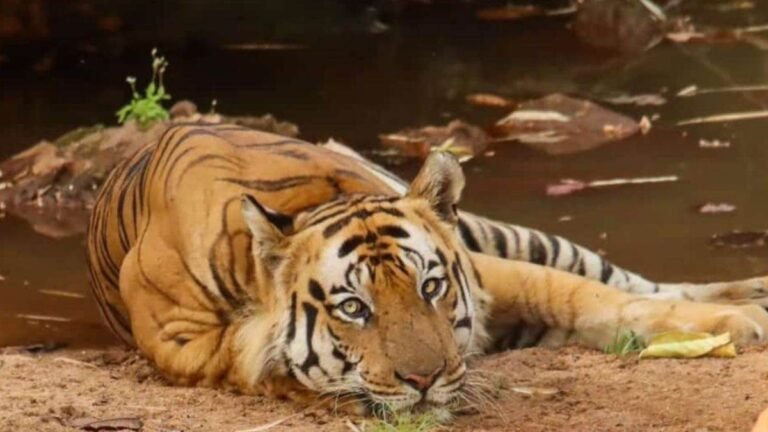 Tiger ‘छोटा भीम’ की मौत, भोपाल में चल रहा था मशहूर बाघ का उपचार
