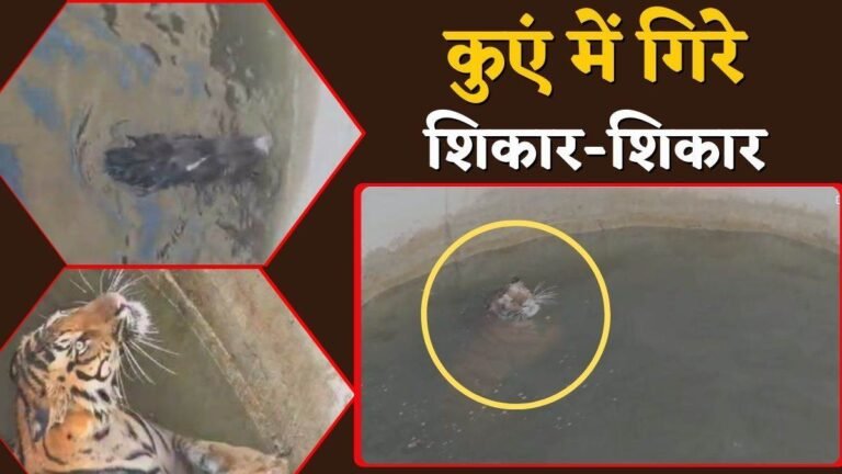 शिकार का पीछा करते कुएं में गिरा बाघ, दोनों फंसे