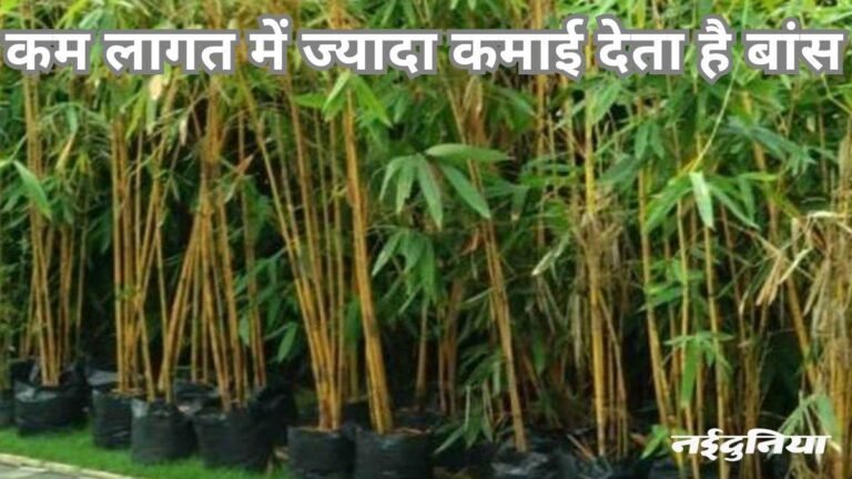 बांस की खेती में युवा चमका सकते हैं अपना भविष्य, कमाएंगे अच्छा प्रॉफिट