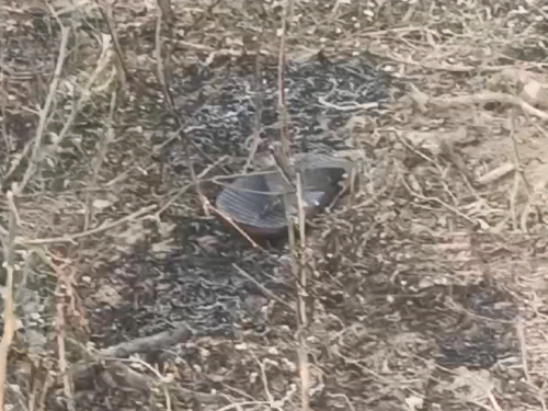 बच्चा नहीं होने पर दूसरी पत्नी को पेट्रोल डालकर जलाया:कोरबा में माॉर्निंग वॉक पर ले गया, फिर लगाई आग; इलाज के दौरान मौत