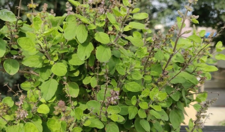 Jaya Ekadashi 2025: जया एकादशी पर कर लें, तुलसी से जुड़ा ये उपाय, धन-दौलत से भर जाएंगे भंडार