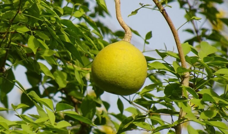 Mahashivratri 2025: महाशिवरात्रि पर्व पर इन पेड़-पौधे की करें पूजा, भगवान भोलेनाथ पूर्ण करेंगे सारी मनोकामना