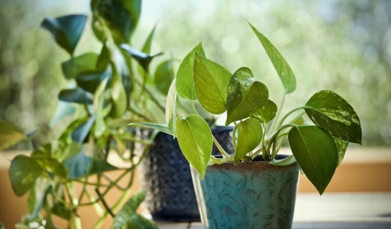 Vastu Tips: घर में कब और किस दिशा में लगाना चाहिए मनी प्लांट, बनी रहेगी सुख-समृद्धि