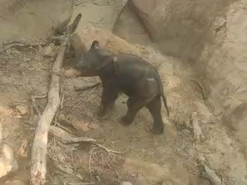 2 चट्टानों के बीच फंसा बेबी एलिफेंट.. ड्रोन VIDEO:रायगढ़ में रात भर चिंघाड़ता रहा; रेस्क्यू के बाद सूंड से पुचकारते हुए ले गई मां