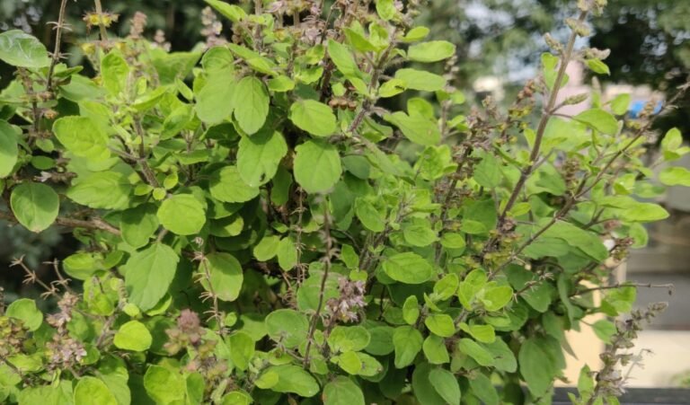 Chandra Grahan 2025: होली के दिन लगेगा चंद्र ग्रहण, भलूकर भी तुलसी से जुड़ी न करें ये गलतियां