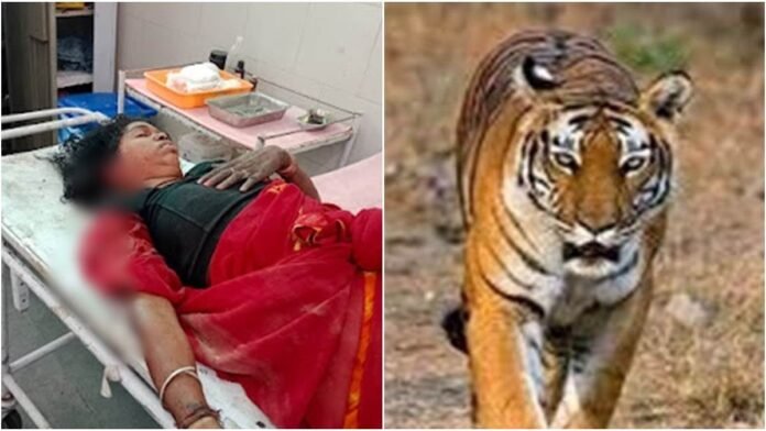 बांधवगढ़ के बाघ बना रहे लोगों को निशाना, कल एक बच्चे को मारने के बाद आज महिला पर किया हमला
