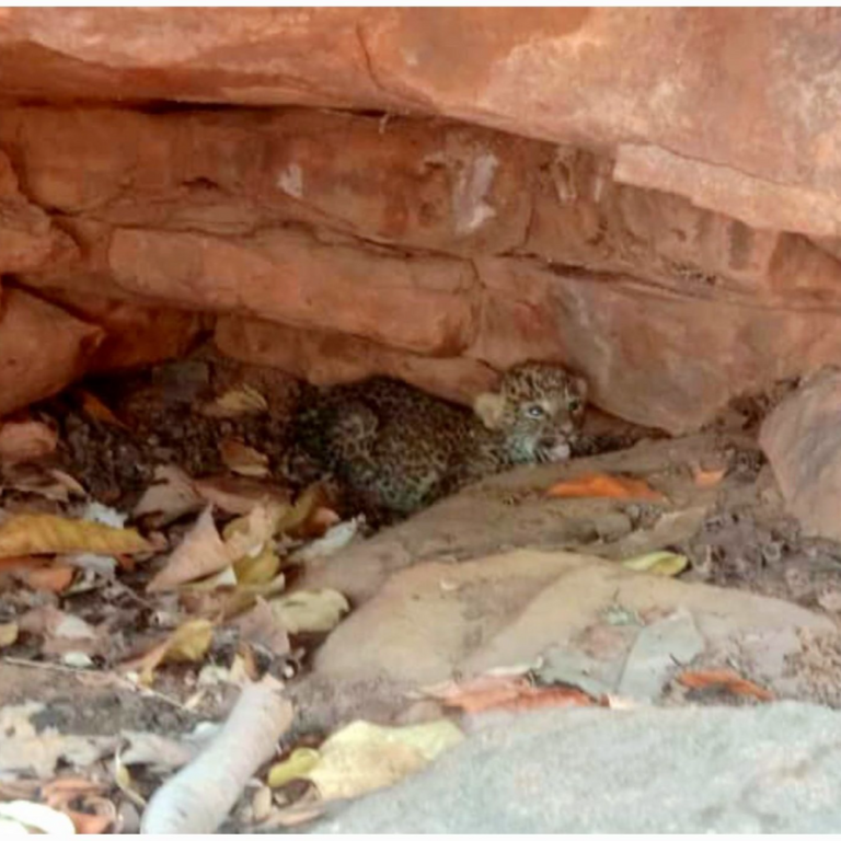 भोला पठार की पहाड़ियों में मिले तेंदुए के दो शावक:बालोद में वन विभाग ने कहा–मादा तेंदुआ लगातार बदल रही ठिकाना,जंगल में आवाजाही पर रोक