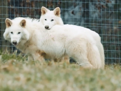 13 हजार साल पहले विलुप्त हुए भेड़िये फिर पैदा हुए:72 हजार साल पुराने DNA से वैज्ञानिकों ने तैयार किया