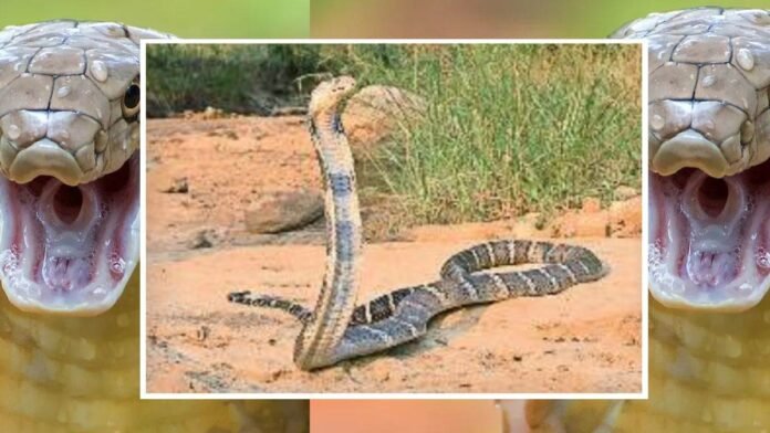 King Cobra: छत्तीसगढ़ में लगातार फैल रहा किंग कोबरा का साम्राज्य… कोरबा के जंगल बने पसंदीदा ठिकाना, यहीं है उड़न गिलहरी