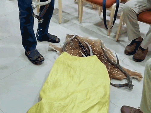 तंत्र-मंत्र के लिए हिरण का शिकार...रायपुर में डील:तांत्रिक ने लक्ष्मी-पूजा करने खाल-सींग का किया सौदा, छत्तीसगढ़ में 4 साल में 220 हिरण का शिकार