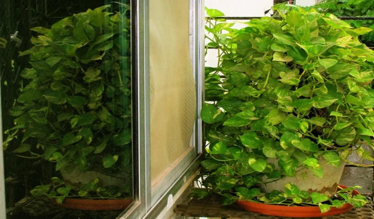 Astrology Tips: क्या कांच की बोतल में मनी प्लांट लगाना होता है शुभ, जानिए क्या कहता है ज्योतिष शास्त्र