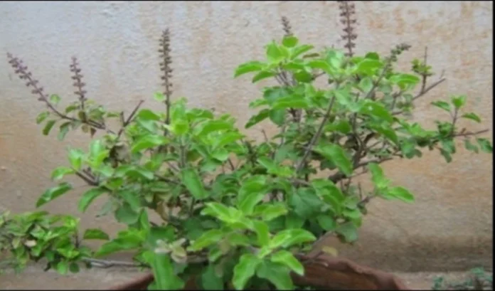 Tulsi Plant: तुलसी के पौधे से चींटियां निकलने पर मिलता है शुभ या अशुभ, जानिए क्या कहता है ज्योतिष शास्त्र