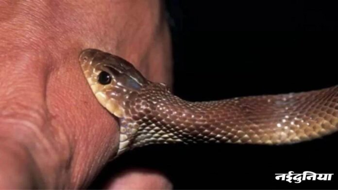 Snake Bite in MP: मध्य प्रदेश में सांपों का आतंक… सांप काटने के मामले बढ़े तो सरकार ने सर्पदंश को आपदा घोषित किया