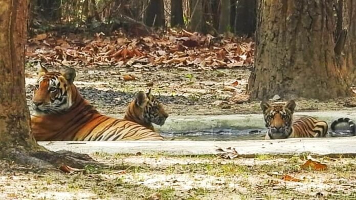 Kanha Tiger Reserve: शरीर की बनावट और व्यवहार से बाघों को मिले टेढ़ी पूंछ, शर्मीली और बिजली जैसे नाम