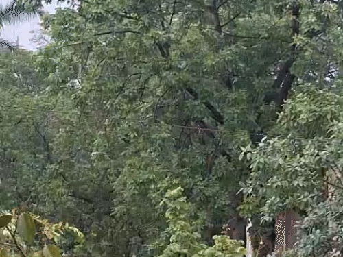 दुर्ग पहुंचा मानसून, 8 जिले में ऑरेंज,10 में यलो अलर्ट:रायपुर-राजनांदगांव में अंधड़ चलेगी, बिजली गिरेगी, कोरबा-रायगढ़, मुंगेली जिले भीगेंगे, 5 डिग्री लुढ़का पारा