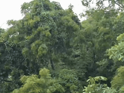 रायपुर में रुक-रुककर बारिश, 33 जिलों में यलो अलर्ट:बस्तर-सरगुजा संभाग में 40 किमी की रफ्तार से हवा चलेगी; धमतरी-गरियाबंद में बिजली गिरेगी