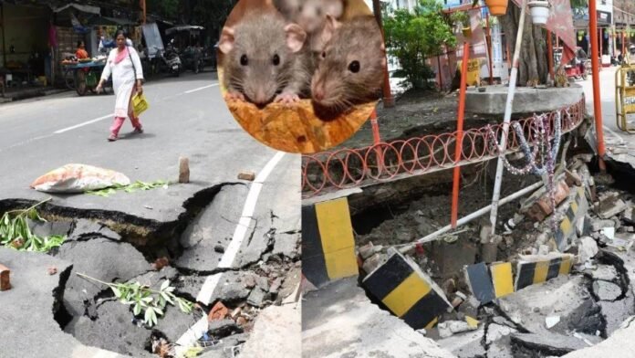 कानपुर के चूहों की चाल, खोखली कर डाली सड़कें, बारिश ने खोली पोल