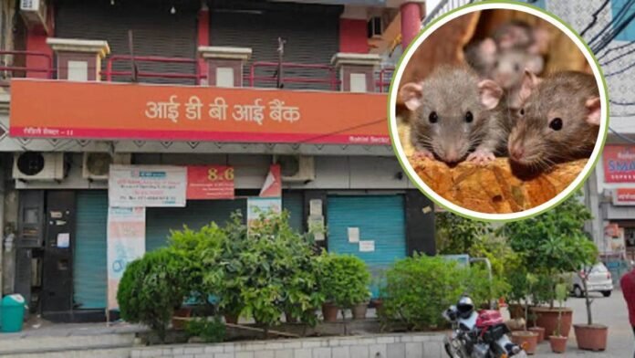 चूहों ने बजा दिया बैंक का इमरजेंसी सायरन, 15 मिनट तक मचा हड़कंप, मौके पर पहुंची पुलिस